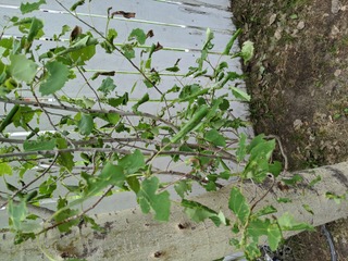 Rolled leaves on poplar caused by leaftiers